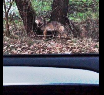 Besenderter Wolf von Polizei verjagt