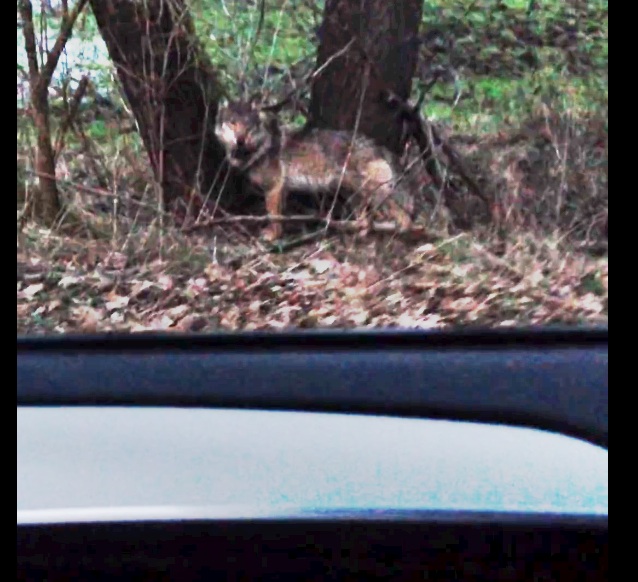 Besenderter Wolf in Siedlungsnähe (Symbolbild) ©JÄGER