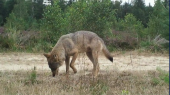 Wolf MT6 „Kurti“ ist tot