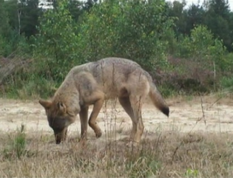 Details zur Entnahme von Wolf MT6 („Kurti“)