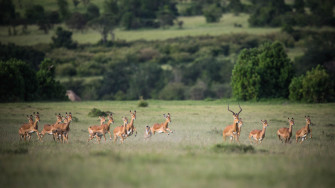 DJV begrüßt IUCN-Position zur Auslandsjagd