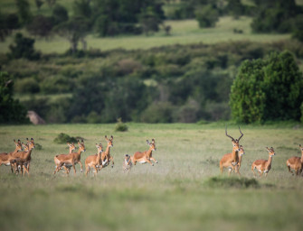 DJV begrüßt IUCN-Position zur Auslandsjagd