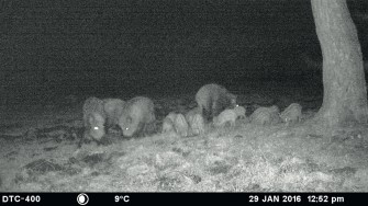 Wildkamera-Wettbewerb – Die MINOX-Mega-Rotte