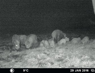 Wildkamera-Wettbewerb – Die MINOX-Mega-Rotte