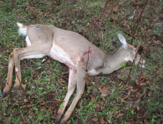DJV warnt vor Chronic Wasting Disease (CWD) in Europa