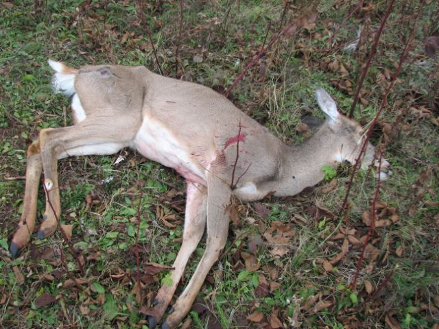 CWD – infiziertes Stück Schalenwild © Wisconsin Department of Natural Resources