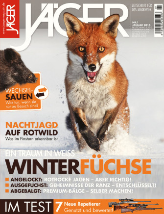 Ein Traum in weiss: Winterfüchse