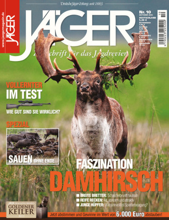 Faszination Damhirsch