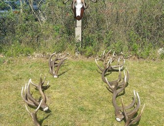 Rotwild – Stangenschau 2016