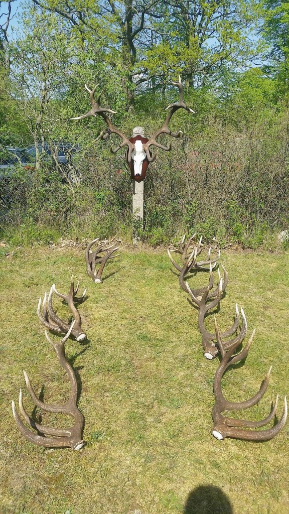 Bei uns hier im Nordosten sind die Hirsche meist erst mit dem 13.-14. Kopf auf ihrem Höhepunkt. Reihen wie diese bestätigen das immer wieder. ©Wilddiebe