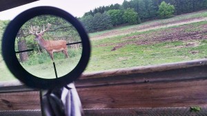 Netter Anblick beim Abendansitz auf Rehwild. Paul kamen alle Wildarten nur der passende Bock läßt immer noch auf sich warten. ©Wilddiebe