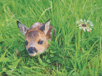 Kitzrettung – Vorsicht bei der Wiesenmahd!