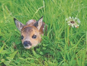 Kitzrettung – Vorsicht bei der Wiesenmahd!