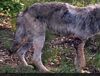 Landkreis Uelzen – Veterinär schläfert verletzen Wolf ein