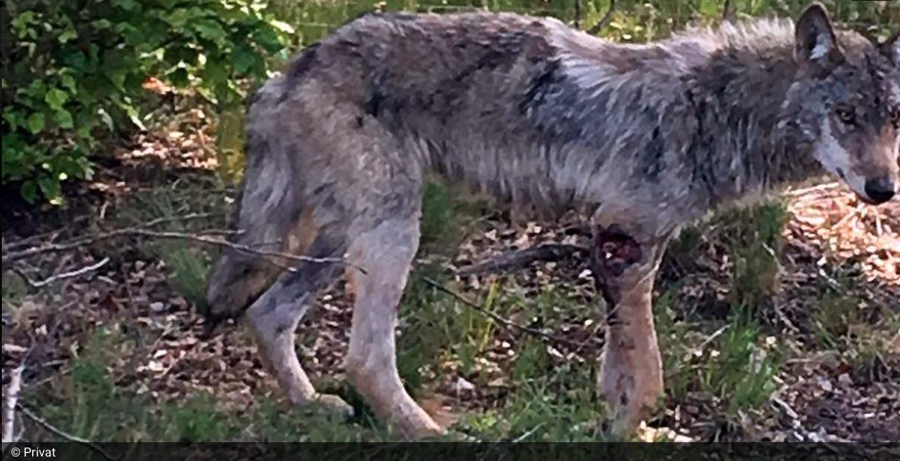 Schwer verletzten Wolf im Raum Uelzen von Veterinär erlöst. ©Screenshot/AllgemeineZeitung