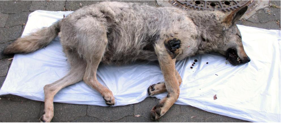 Hessen: Der im Mai 2016 überfahrene Wolf stammt aus der Lausitz. ©Screenshot HR