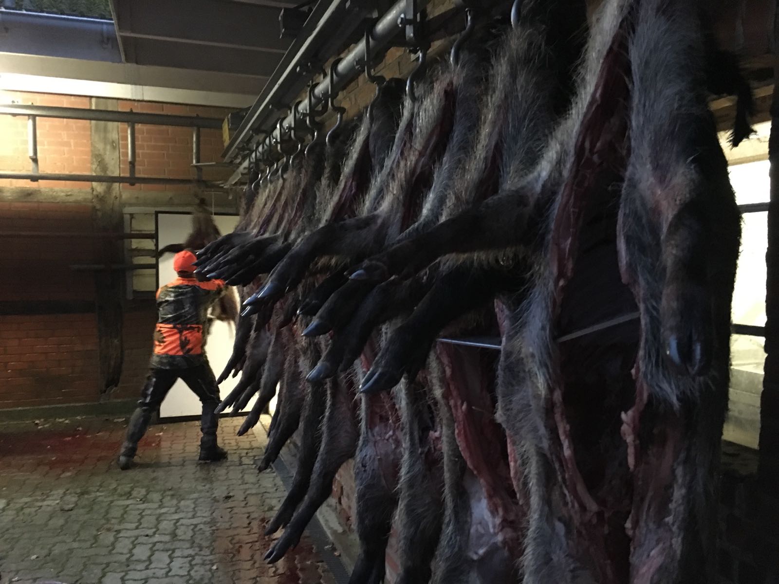 Wie überträgt sich die Aujeszkysche Krankheit? Was ist die Aujetzkische Krankheit Sauen Wildschwein Keiler Strecke Wildbret Schweinefleisch Wie schütze ich meinen Hund vor der Aujeszkyschen Krankheit