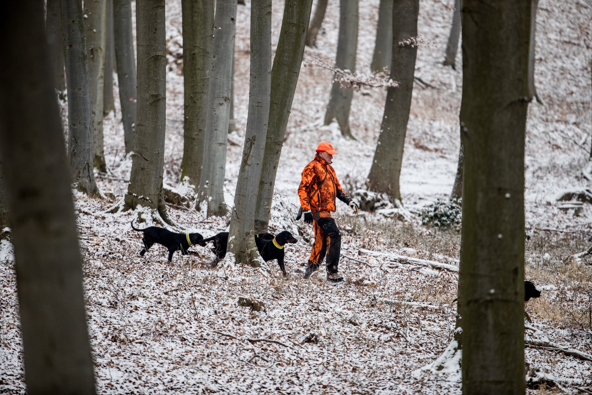 Wie überträgt sich die Aujeszkysche Krankheit? Was ist die Aujetzkische Krankheit Sauen Wildschwein Keiler Strecke Wildbret Schweinefleisch Wie schütze ich meinen Hund vor der Aujeszkyschen Krankheit