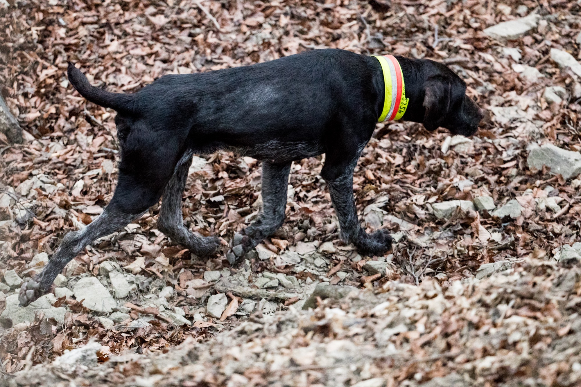 Wie überträgt sich die Aujeszkysche Krankheit? Was ist die Aujetzkische Krankheit Sauen Wildschwein Keiler Strecke Wildbret Schweinefleisch Wie schütze ich meinen Hund vor der Aujeszkyschen Krankheit