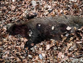 Kampf gegen die ASP: Bundesregierung plant Gesetzesänderung