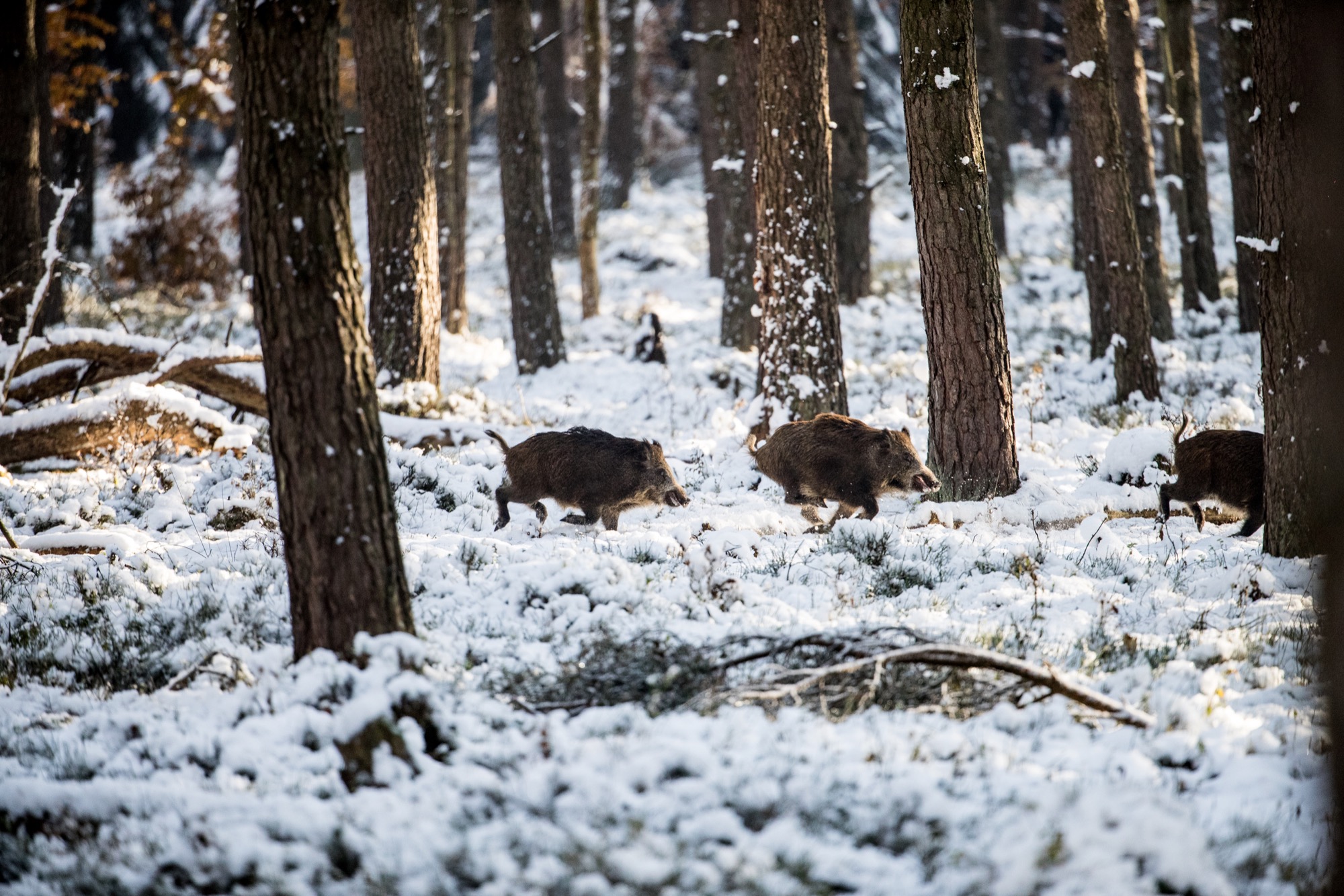 Wie überträgt sich die Aujeszkysche Krankheit? Was ist die Aujetzkische Krankheit Sauen Wildschwein Keiler Strecke Wildbret Schweinefleisch Wie schütze ich meinen Hund vor der Aujeszkyschen Krankheit
