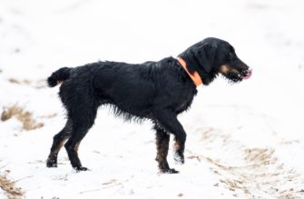 Rheinland-Pfalz: Jagdhund stirbt an Aujeszkyscher Krankheit