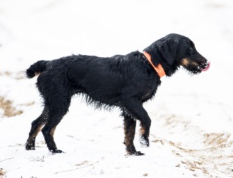 Rheinland-Pfalz: Jagdhund stirbt an Aujeszkyscher Krankheit