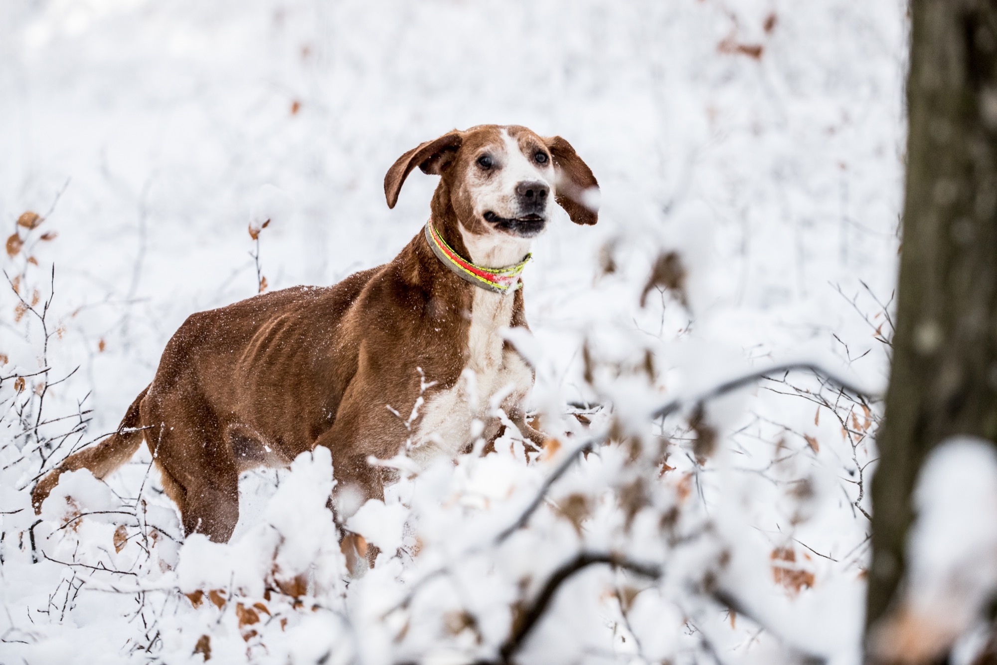 Beim bilder herpes hund Canines Herpesvirus