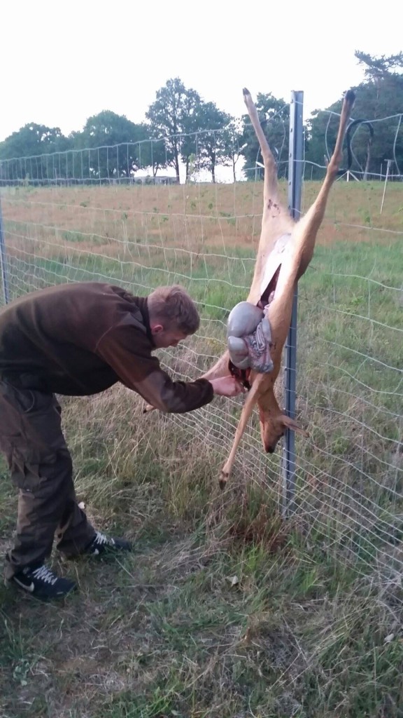 Wilddiebe Wochenende Schmalspießer Rehbock