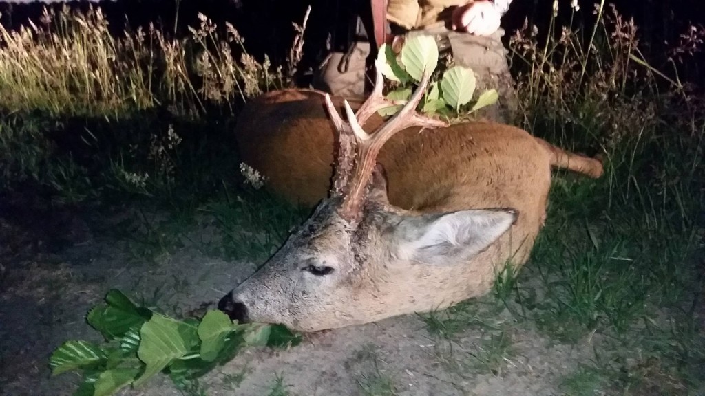 Wilddiebe Wochenende Schmalspießer Rehbock