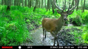 Die Wilddiebe – zwei neue Arten im Revier