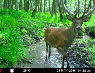 Die Wilddiebe – zwei neue Arten im Revier