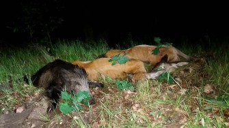 Die Wilddiebe – Abendansitz auf Sauen und Rotwild