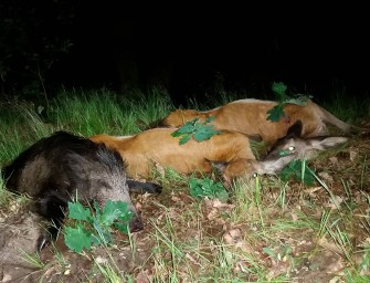 Die Wilddiebe – Abendansitz auf Sauen und Rotwild