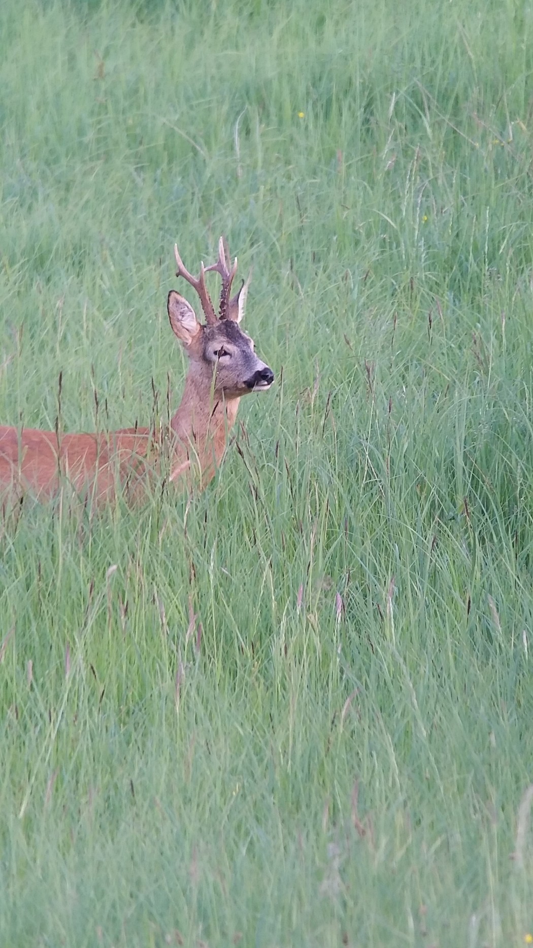 Rehbock Rehwild Bock Reh Wilddiebe ©Wilddiebe