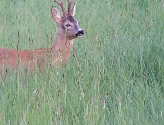 Die Wilddiebe – unser Mai 2016