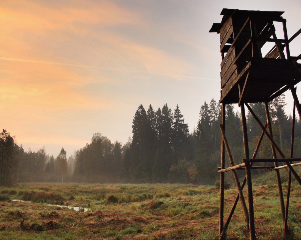 Jagd auf Rothirsche in Polen mit Jagdreisen Schrum