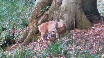 Die Wilddiebe – Bockjagd im Frühsommer