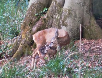 Die Wilddiebe – Bockjagd im Frühsommer