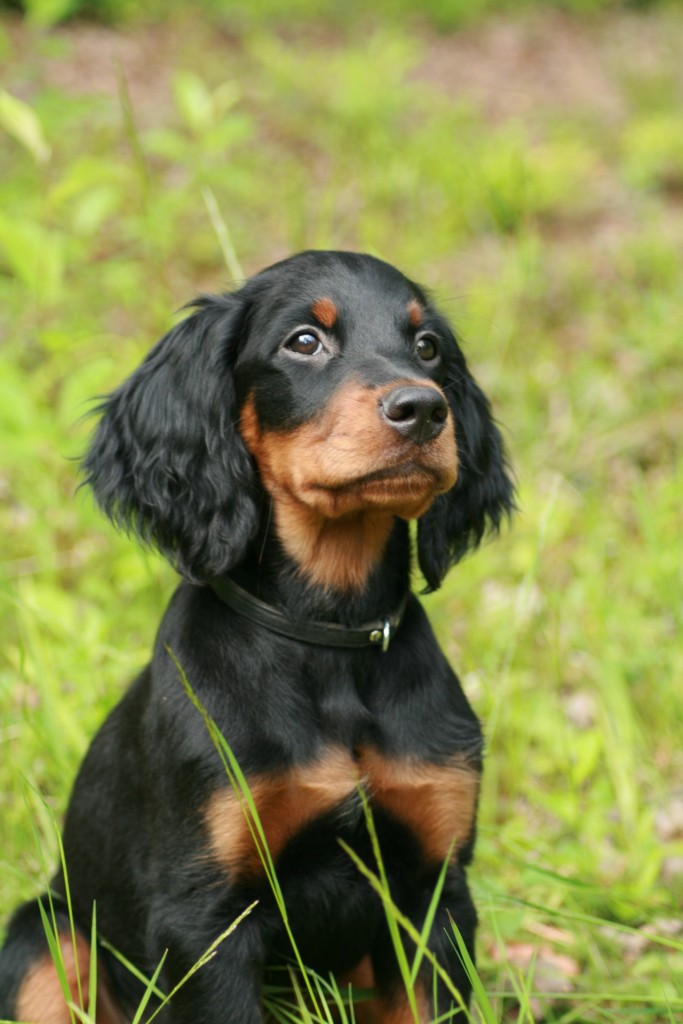 Gordon Setter ©Pixabay