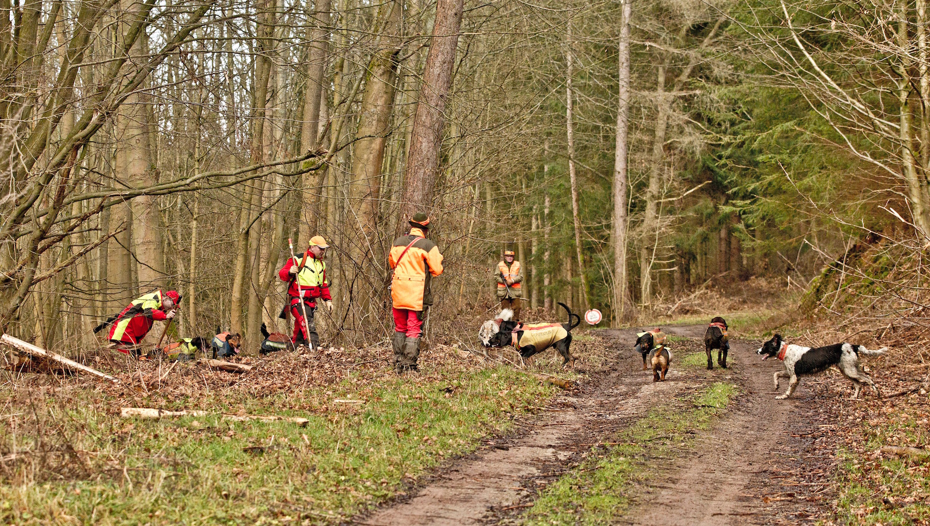 Jagdhunde - Spezialisten für die Jagd im Wald - Jäger