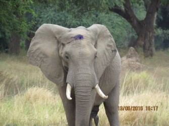 Elefant überlebt Hauptschuss durch Wilderer
