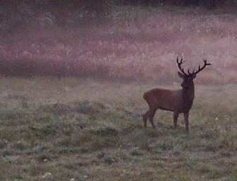 Jagd in Polen mit Jagdreisen Schrum