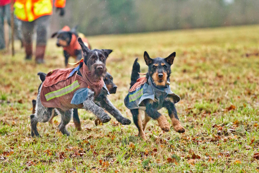 Jagdterrier (rechts) : Tapfer und robust ©Pauline von Hardenberg