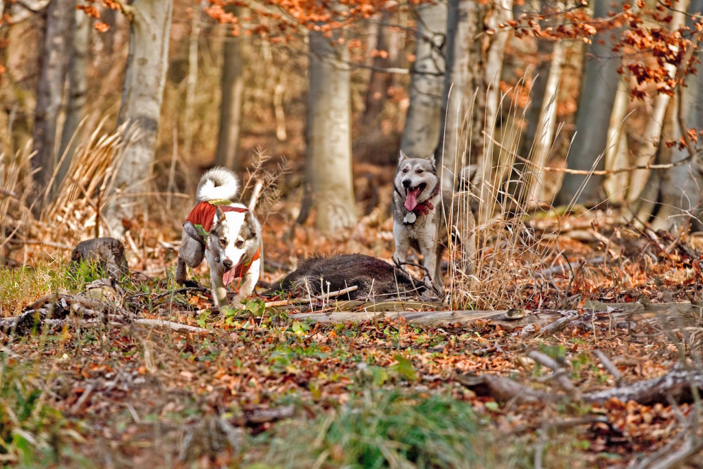 Laika: Stark und sauscharf ©Pauline von Hardenberg Jagdhunde