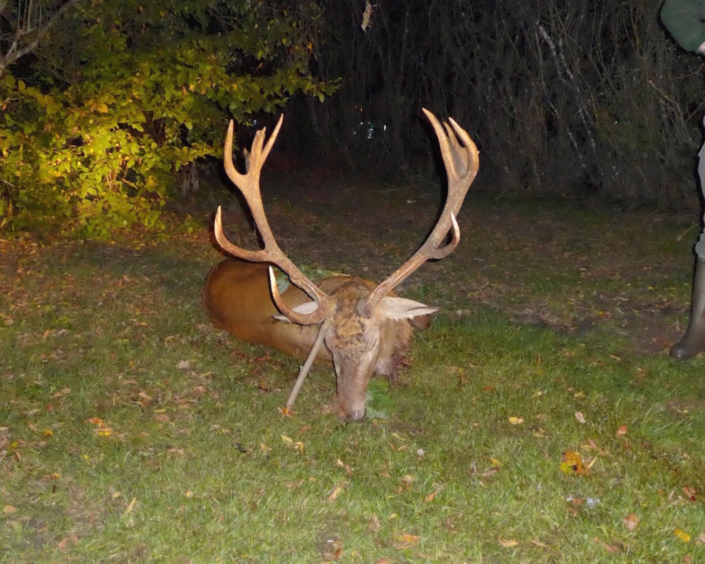 Jagd auf Rothirsche in Polen mit Jagdreisen Schrum