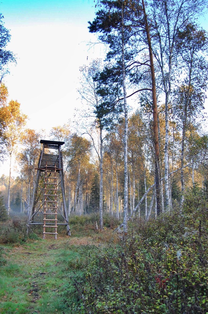 Jagd auf Rothirsche in Polen mit Jagdreisen Schrum