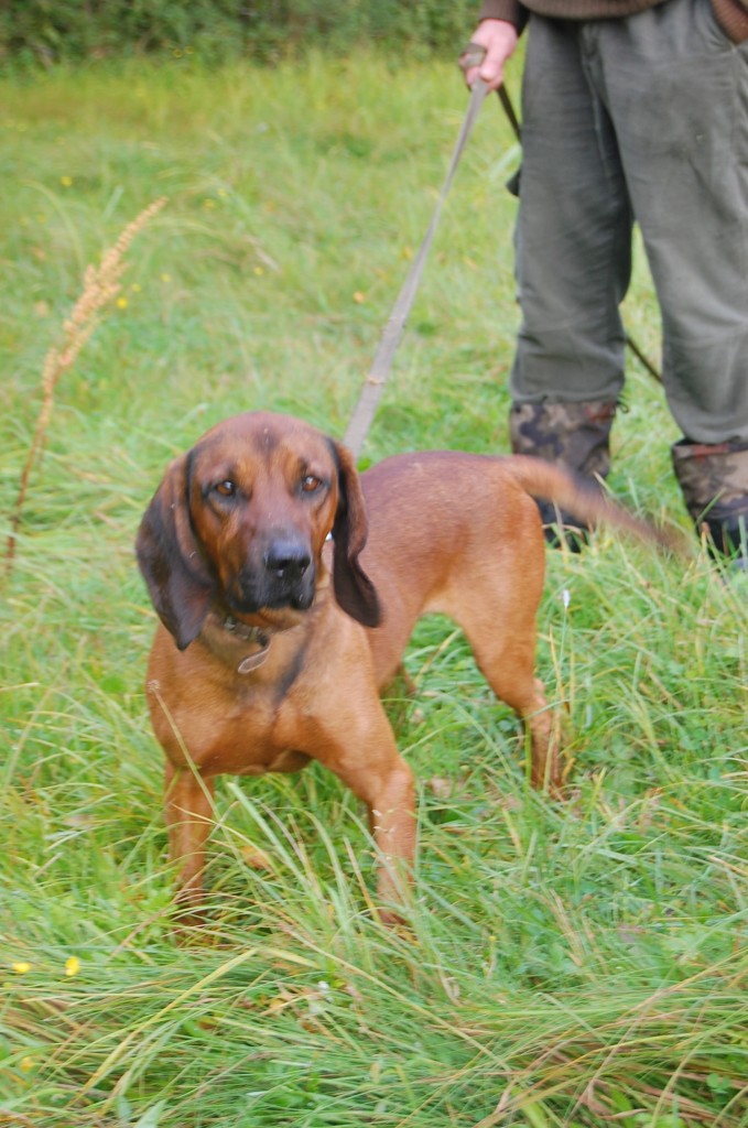 Jagd auf Rothirsche in Polen mit Jagdreisen Schrum