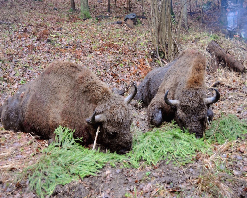 Jagd auf Rothirsche in Polen mit Jagdreisen Schrum