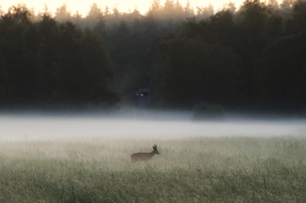 Rehbock jaegermagazin blattzeit rehbock ricke blatten jagd Burkhard Winsmann Steins